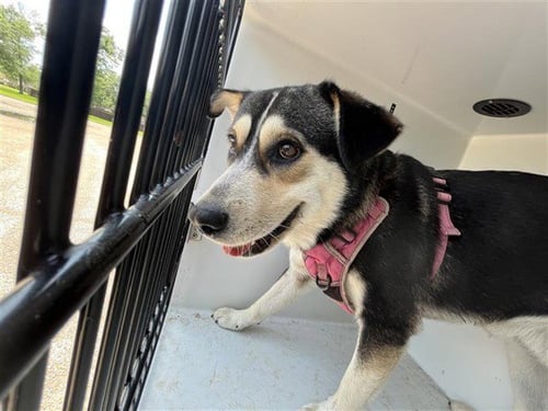 MEMPHIS - Siberian Husky / Labrador Retriever available for adoption