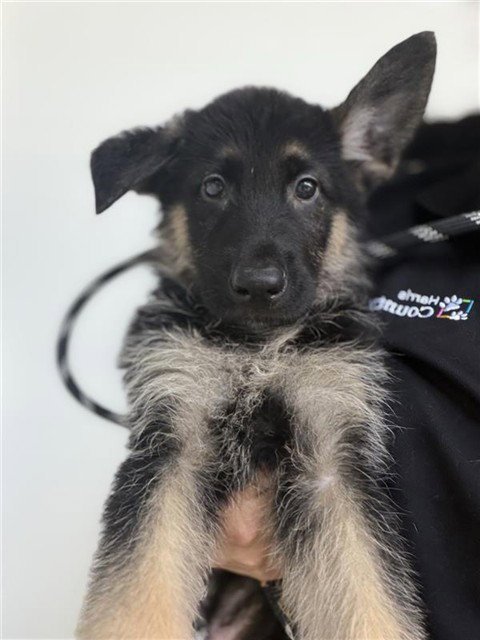A659893 - German Shepherd Dog available for adoption
