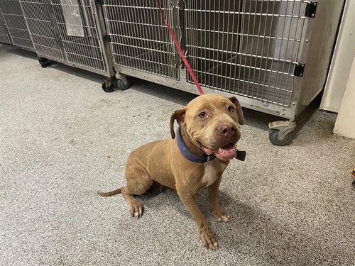 A658256 - Staffordshire Bull Terrier available for adoption