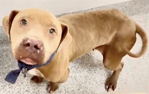 SASHA - Staffordshire Bull Terrier available for adoption