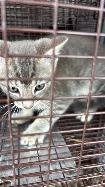 A657090 - Domestic Short Hair available for adoption