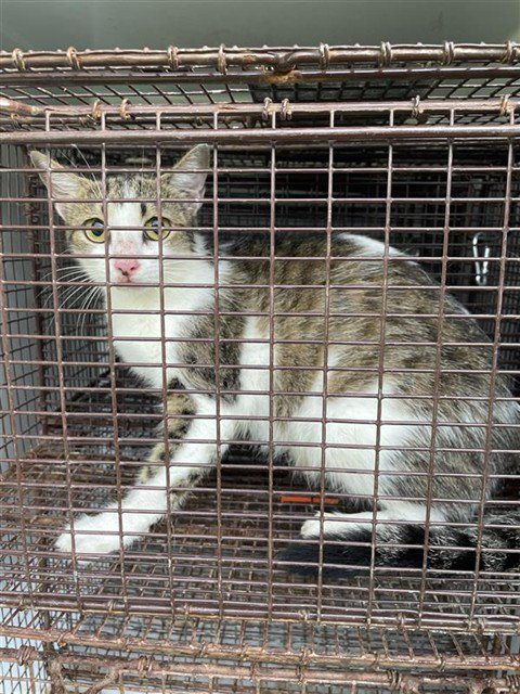 A658478 - Domestic Short Hair available for adoption