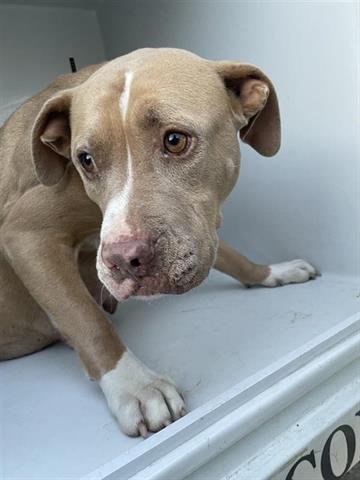 LOVER GIRL - Pit Bull Terrier available for adoption