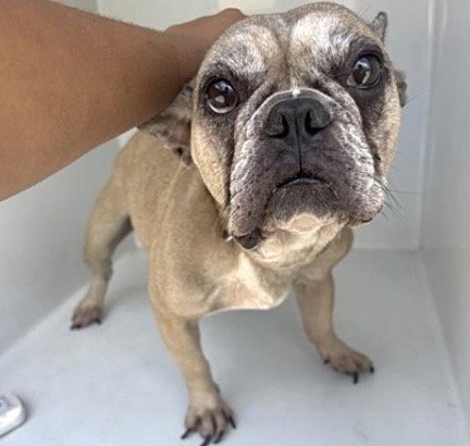 CECE - French Bulldog available for adoption