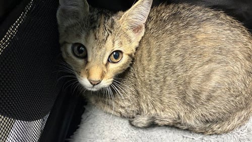 CASHEW - Domestic Short Hair available for adoption