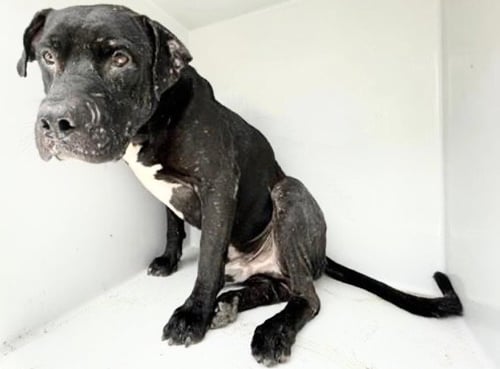 A658000 - Pit Bull Terrier available for adoption