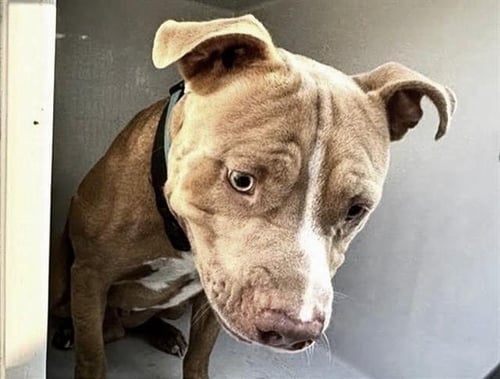 A661029 - Pit Bull Terrier available for adoption