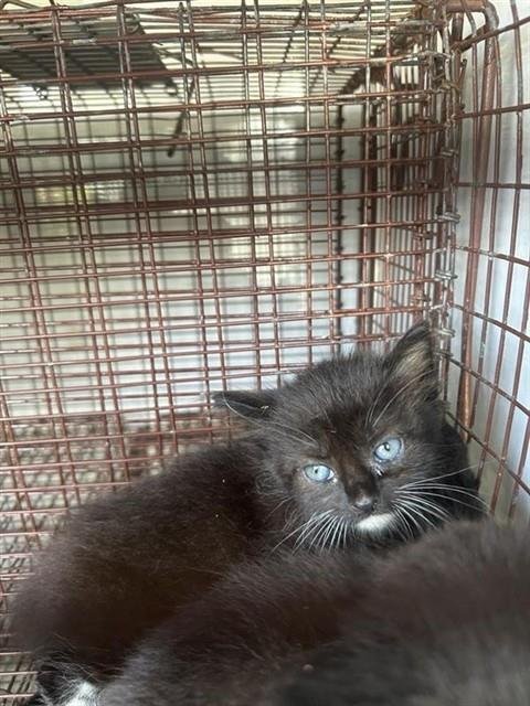 A656898 - Domestic Short Hair available for adoption