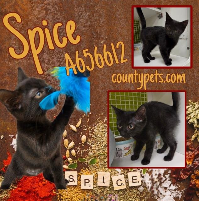 SPICE Image