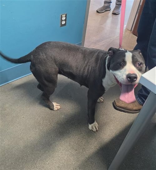 ADORABLE - Pit Bull Terrier available for adoption