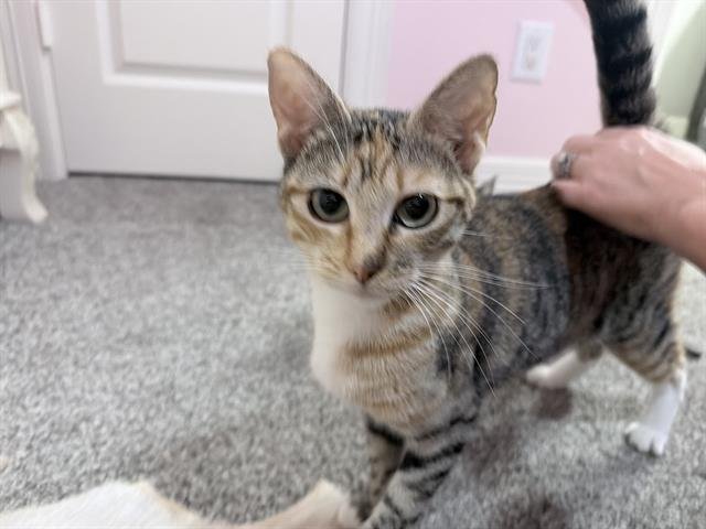 RUBY - Domestic Short Hair available for adoption