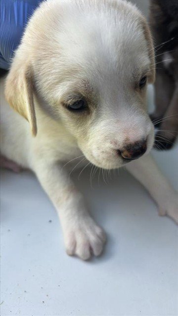 A661734 - Labrador Retriever available for adoption