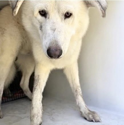 A660413 - Great Pyrenees available for adoption