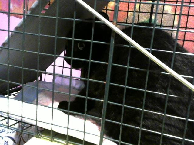 A650548 - Domestic Short Hair available for adoption