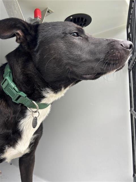 AUSTIN - Labrador Retriever available for adoption