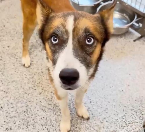 BLAZE - Husky available for adoption