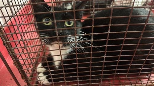 CAROLINE - Domestic Short Hair available for adoption