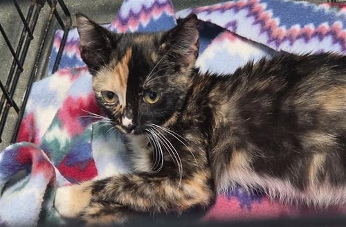 PJ JR - Domestic Short Hair available for adoption