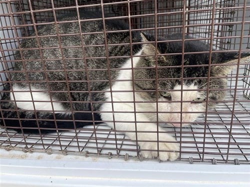 A662845 - Domestic Short Hair available for adoption