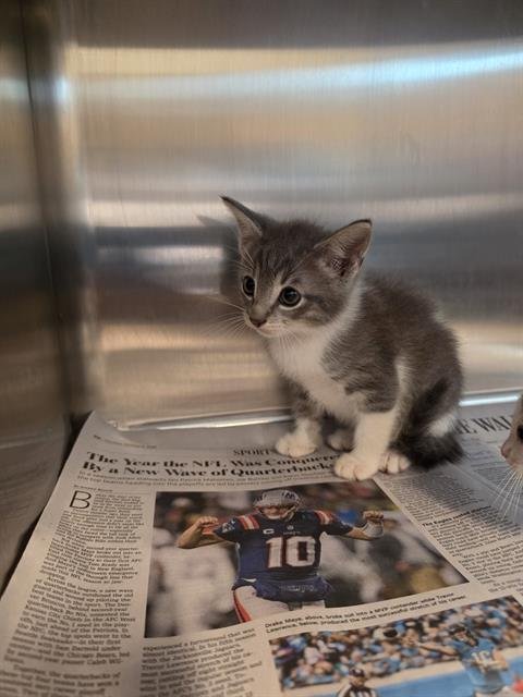 KITTEN 2 - Domestic Short Hair available for adoption