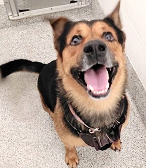 MAJOR - German Shepherd Dog / Rottweiler available for adoption