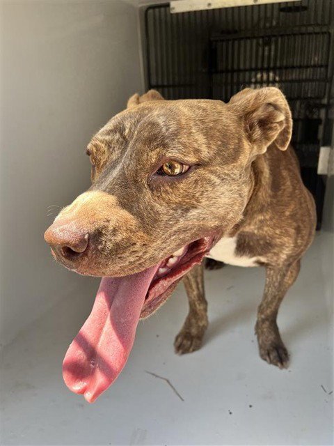 BROOKIE - Pit Bull Terrier available for adoption