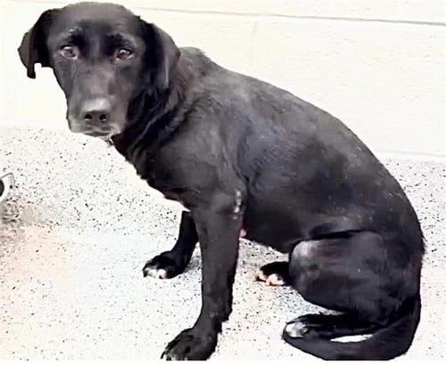 LILA - Labrador Retriever available for adoption
