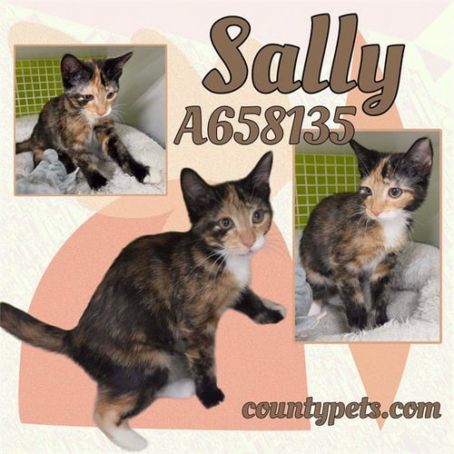 SALLY - Domestic Short Hair available for adoption