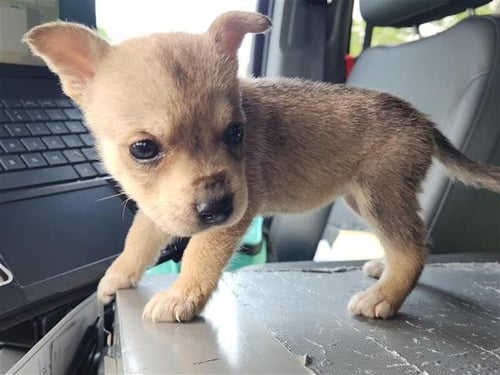 LILY - Chihuahua / German Shepherd Dog available for adoption