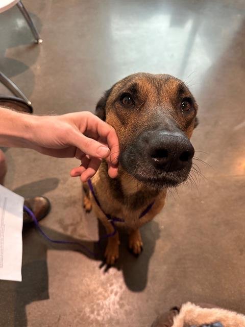 KYLA - German Shepherd Dog available for adoption