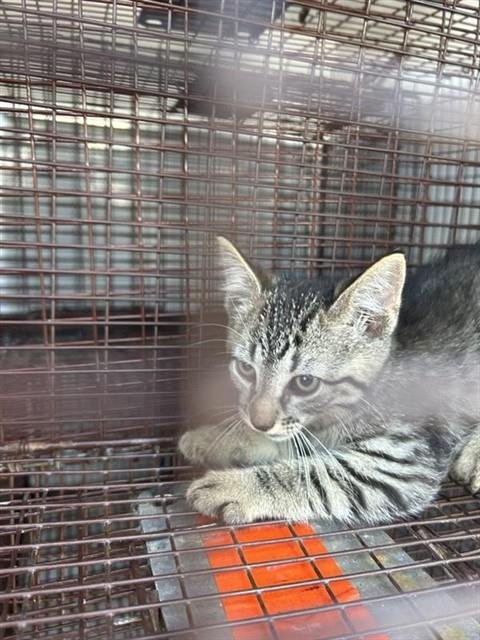 A657729 - Domestic Short Hair available for adoption