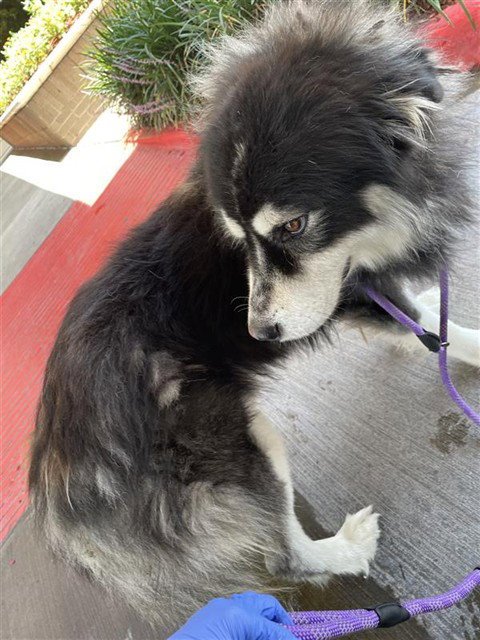 ATKA - Siberian Husky available for adoption