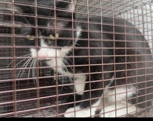 OREO - Domestic Short Hair available for adoption
