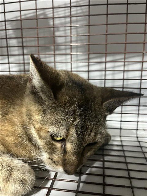 A660708 - Domestic Short Hair available for adoption
