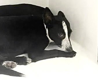 A662950 Image
