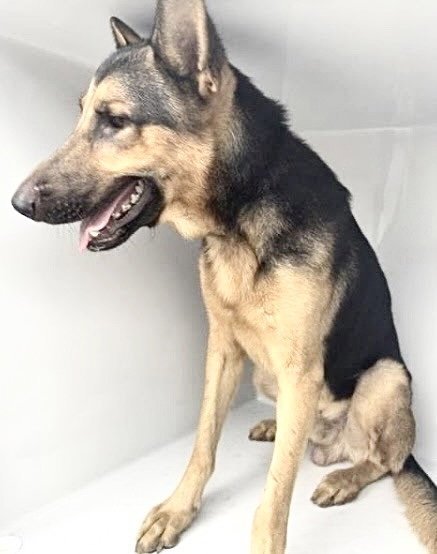 A662654 - German Shepherd Dog available for adoption