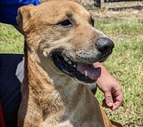 GOALIE - German Shepherd Dog / Staffordshire Bull Terrier available for adoption