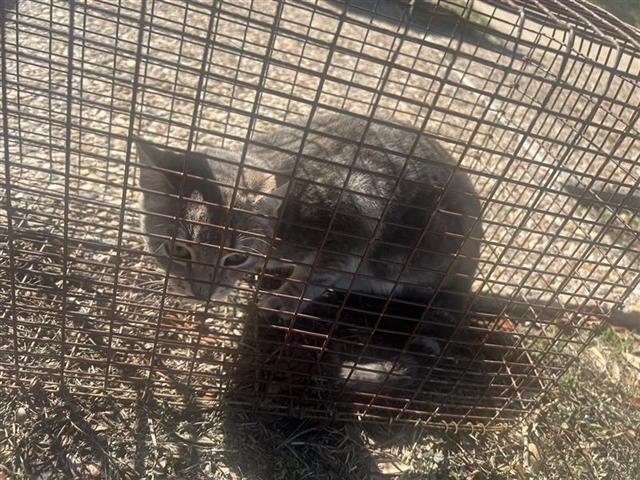 A650245 - Domestic Short Hair available for adoption