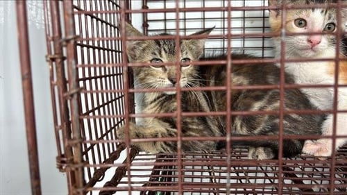 A657096 - Domestic Short Hair available for adoption