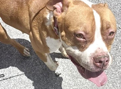 ANGEL - Pit Bull Terrier available for adoption