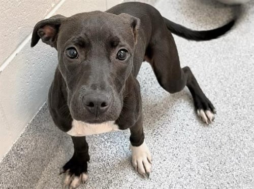 TRIXIE - Labrador Retriever / Pit Bull Terrier available for adoption