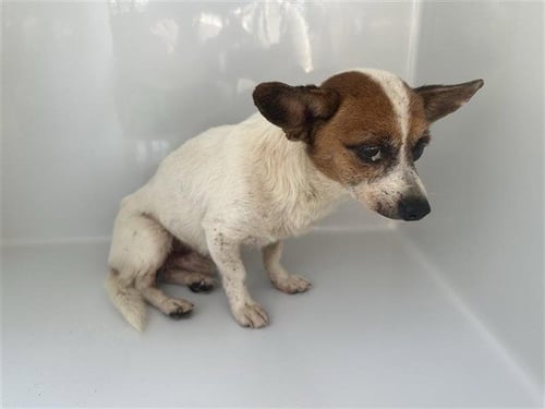 A661104 - Chihuahua available for adoption