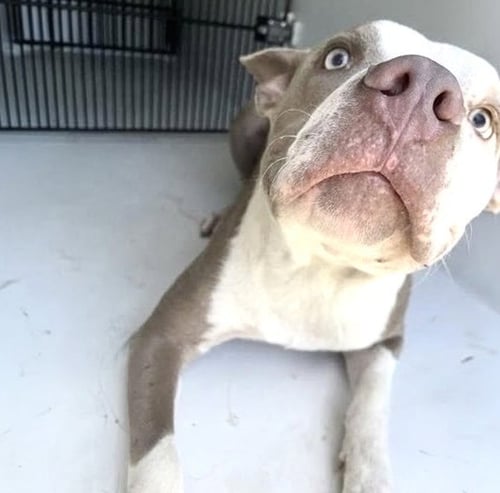 BEETLEJUICE - Pit Bull Terrier available for adoption