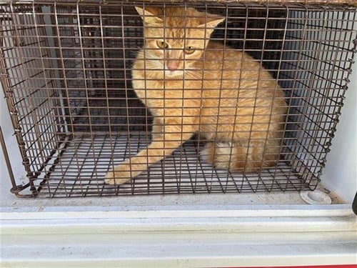 BROWNIE - Domestic Short Hair available for adoption