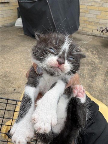 DOJA - Domestic Short Hair available for adoption