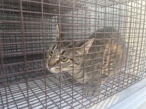 A658130 - Domestic Short Hair available for adoption