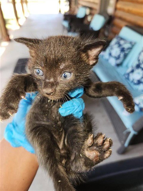 A660868 - Domestic Short Hair available for adoption