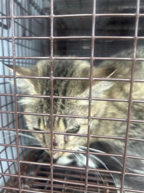 TIMBER - Domestic Short Hair available for adoption