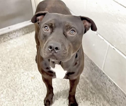 KOA - Staffordshire Bull Terrier available for adoption