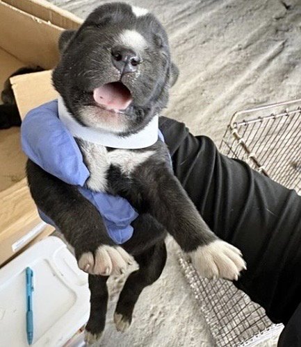 A660813 - Labrador Retriever available for adoption